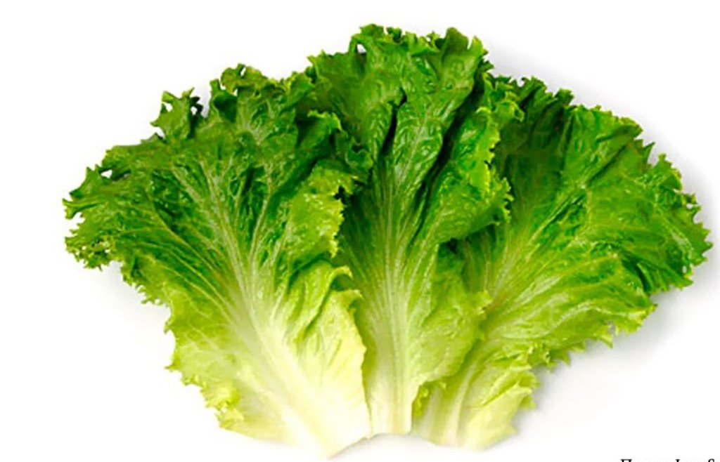 Lechuga - Primaflor, S.A.T. 9855